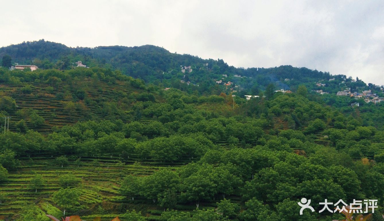 广东江门鹤山市的古劳茶山是一个休闲旅游的好去处