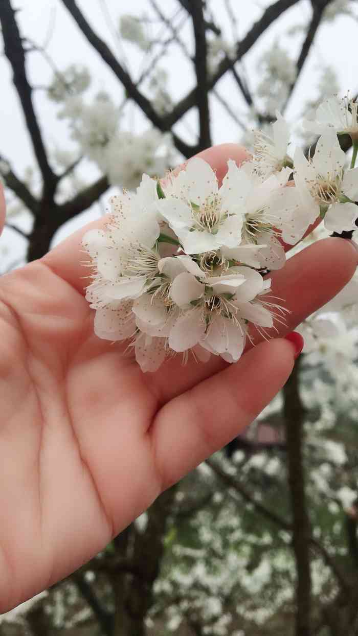 印盒李花生态旅游区