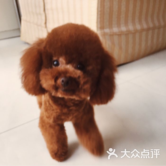 派多格宠物连锁(兴隆街店)-图片-北京宠物-大众