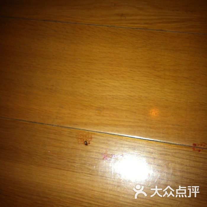 地板上的虫子血迹