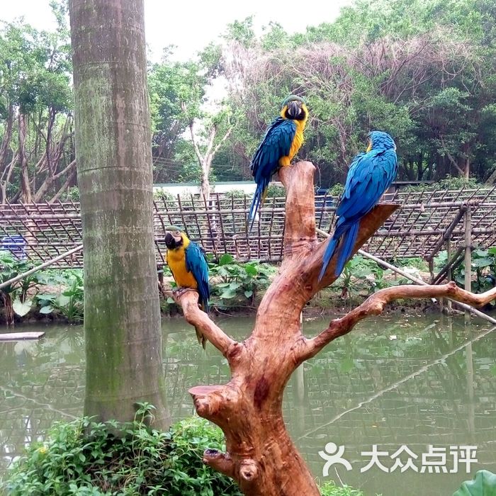 广州长隆飞鸟乐园