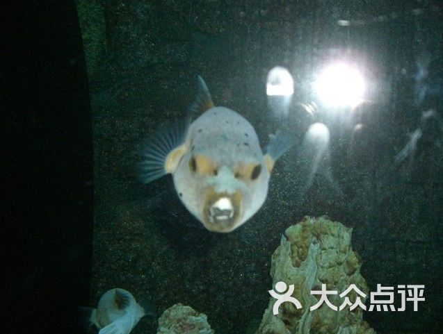 海狗鱼