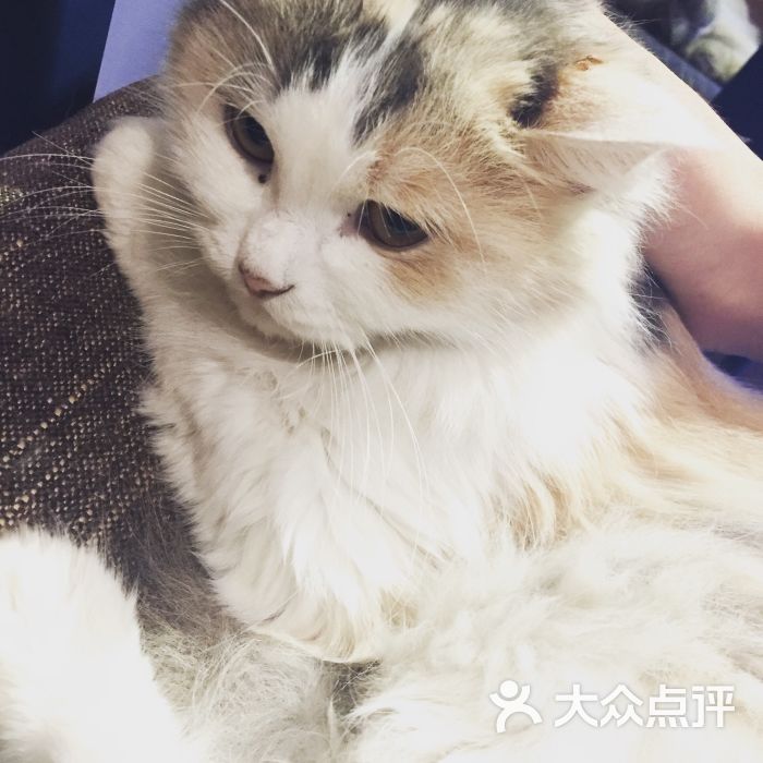 卡布丁猫咖啡店(猫主题咖啡店)图片 - 第6张