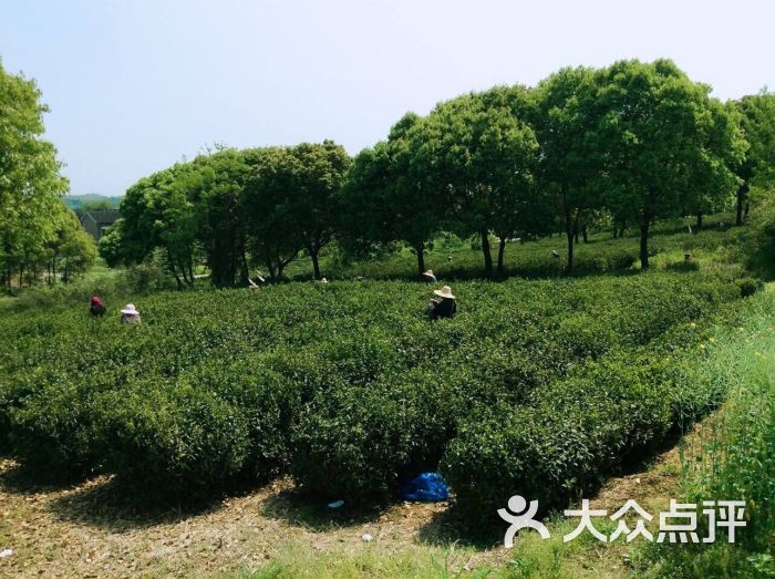 斗山茶场-图片-无锡购物-大众点评网