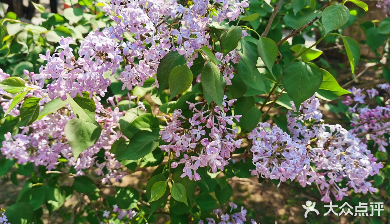 北陵公园— 郁金香花展