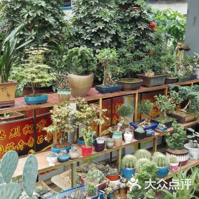 植物园奇石花卉市场