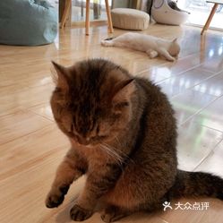 饮品店  新都区其他  西南石油大学  内有恶猫猫咖 终于不用跑到成都