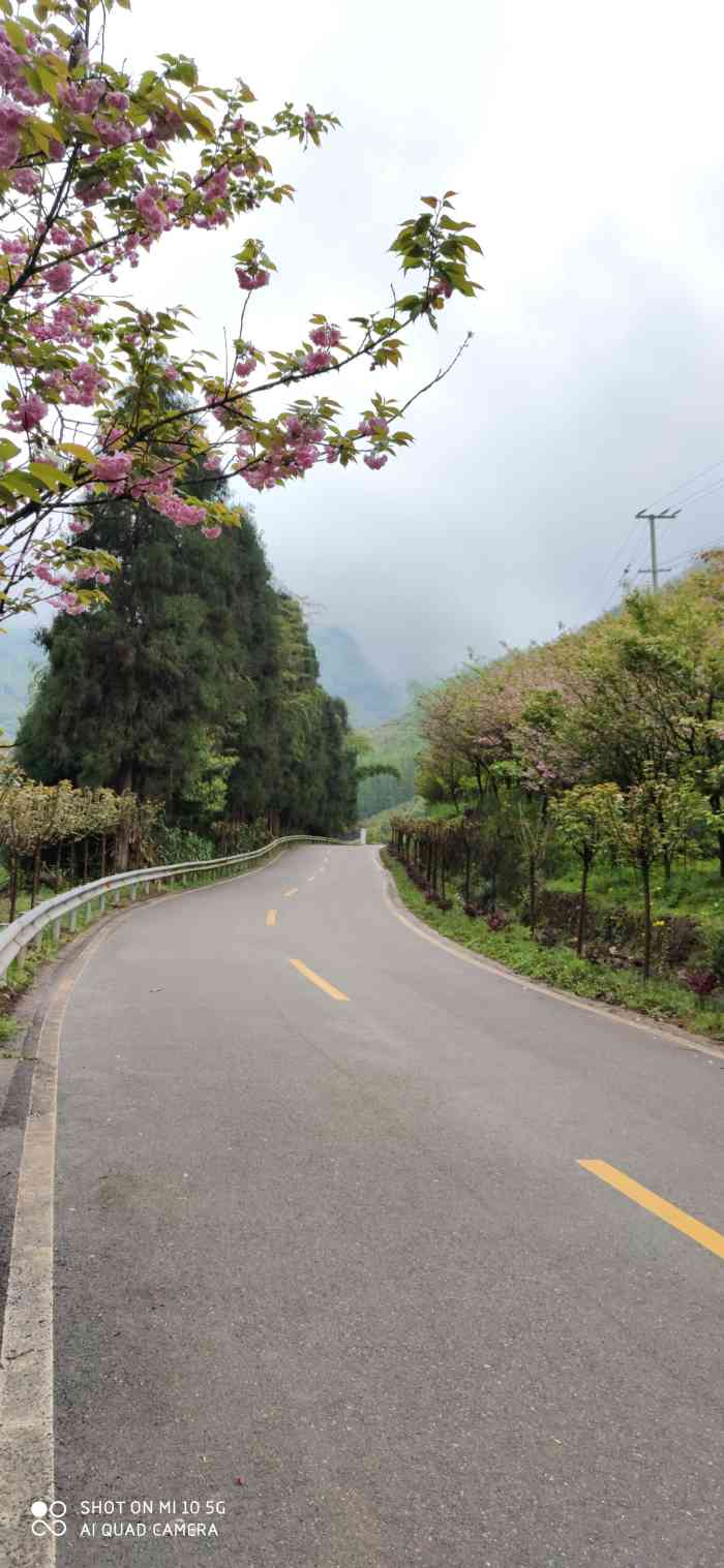 三郎镇樱缘谷"崇州三郎镇的樱花,开的很漂亮,自驾比较方.