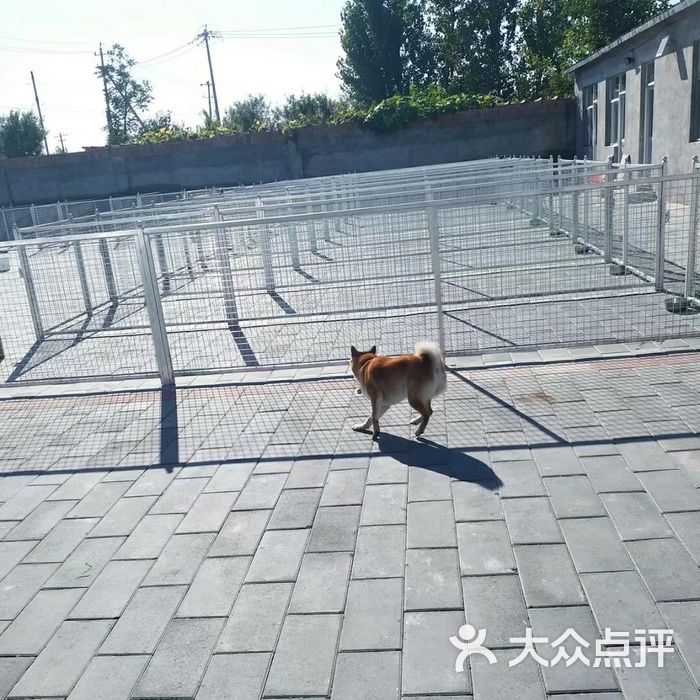 阳光柴犬舍