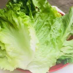 什么样的生菜最好吃 KAkwxnUVggdzByITxgQ_Ld7TNmINNPULv4Fp_cRhepFM0wAYLEIz_v9tRtctzr3YF5u7J_jS4MuCaeLAHD0KTg.jpg