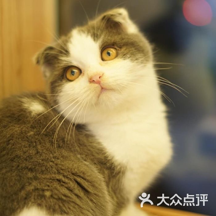 猫公爵猫活体售卖美容寄养