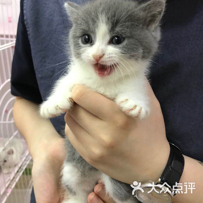 猫狗帮宠物售卖宠物店(淞发路店)图片 第2张