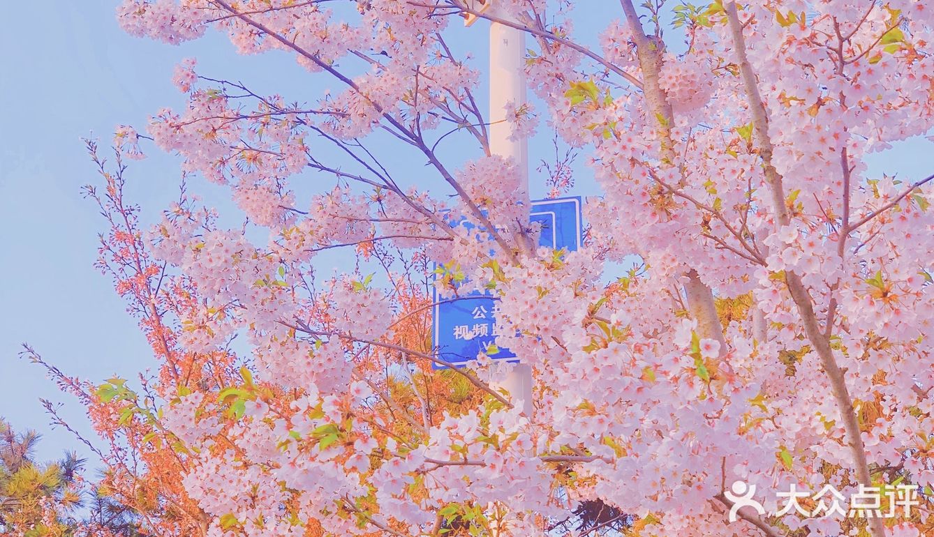 青岛中山公园樱花节粉色日系调色教程