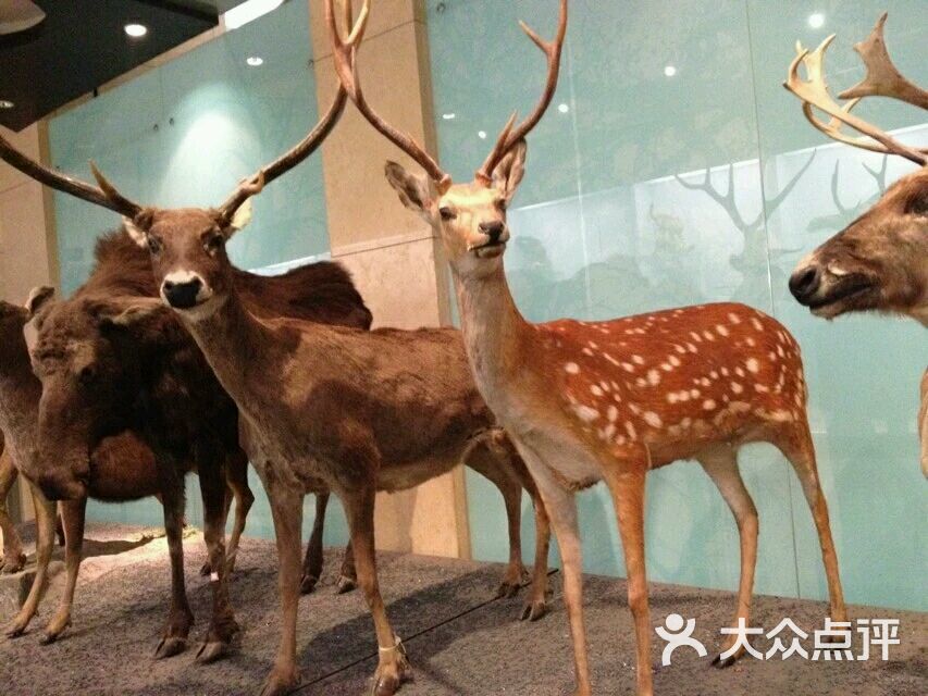 国家动物博物馆-图片-北京景点