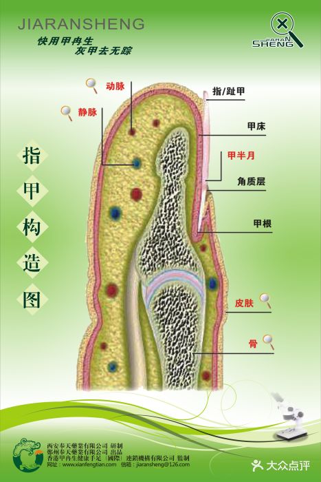 指甲构造图