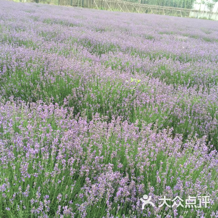 常州薰衣草庄园