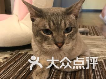 【杭州衔蝉猫咖】
