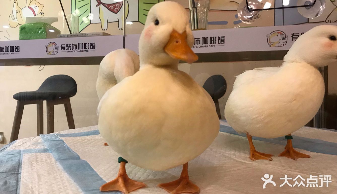 王思聪同款鸭子,值得拥有