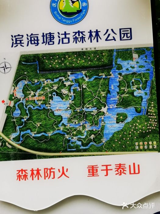 塘沽森林公园图片