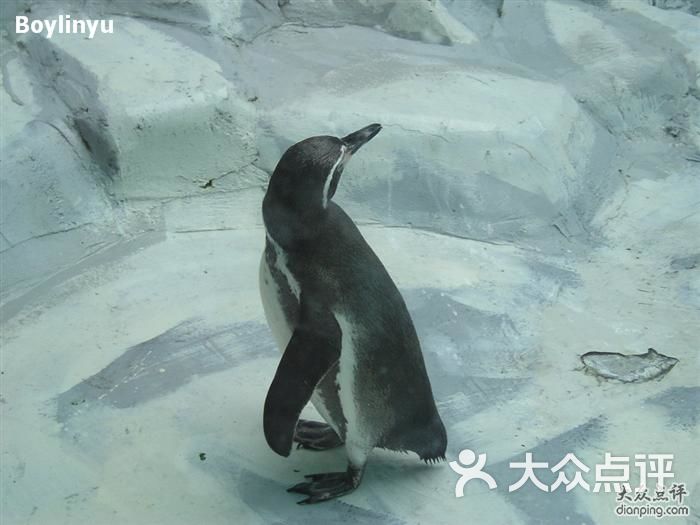 北京动物园企鹅图片 - 第7张