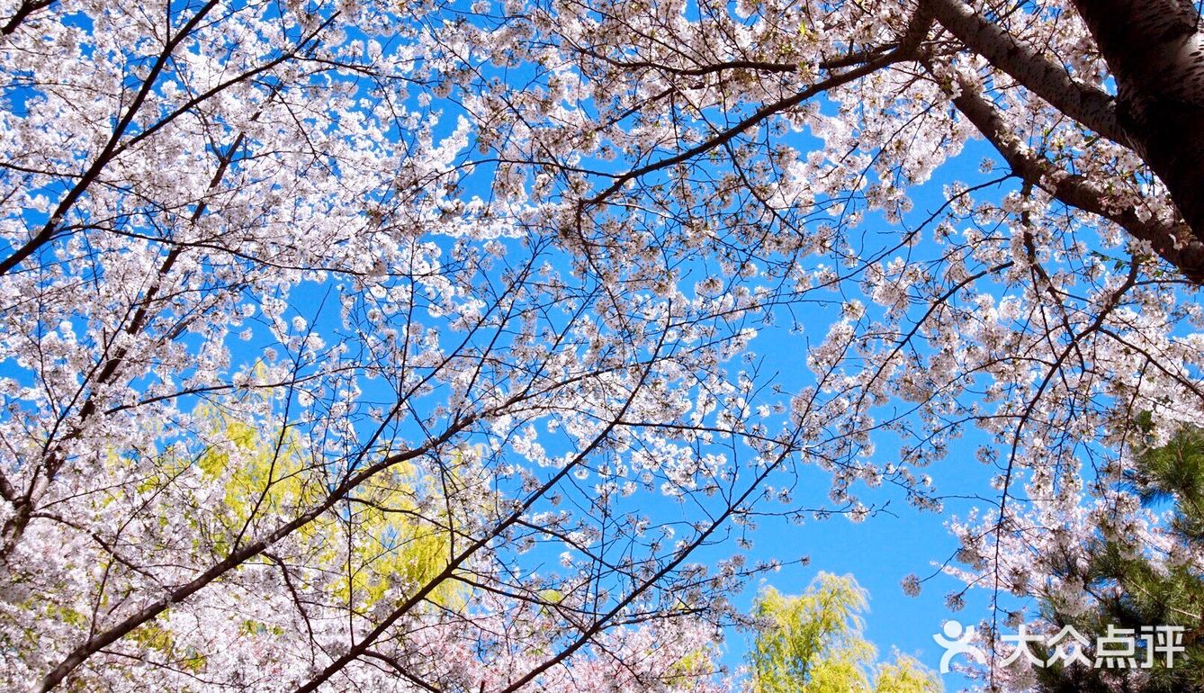 玉渊潭公园樱花雨下带给你一春天的温柔