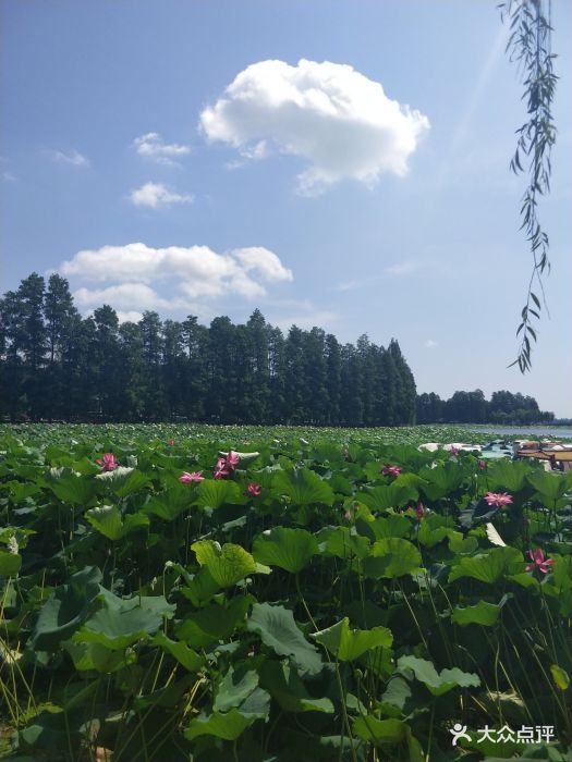 东湖生态旅游风景区-图片-武汉周边游-大众点评网