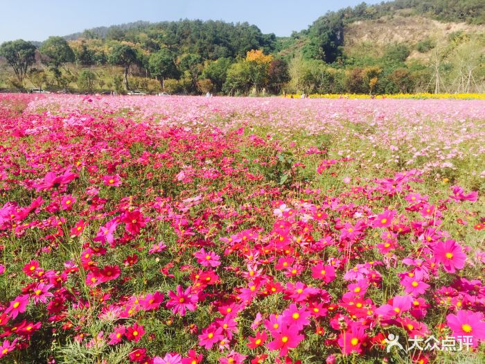 径山花海·千花里图片