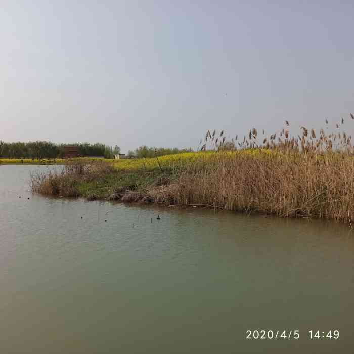 封丘陈桥湿地公园油菜花节-"一场与油菜花的约会.目之所及一片金黄,.