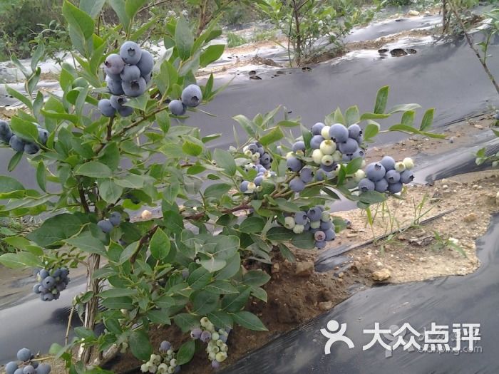 蓝艺园蓝莓庄园蓝莓图片 - 第1张