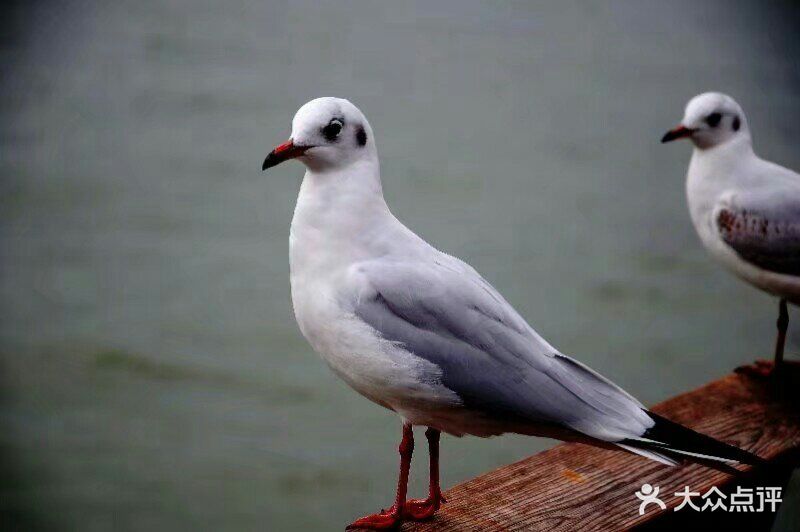 【1】有人云:试金可以用火,试女人可以.-海埂