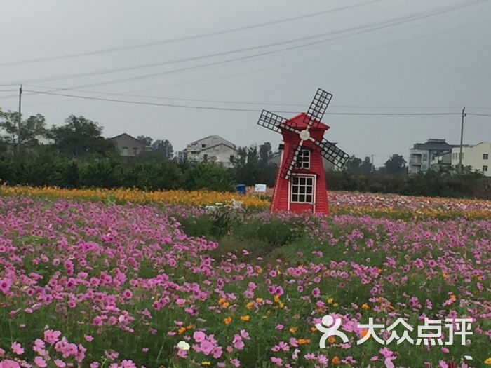 七都花海-图片-温州周边游-大众点评网