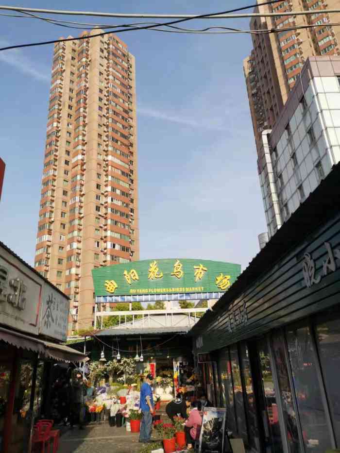 曲阳花鸟市场-"小时候就住在附近,这里的花鸟市场很早