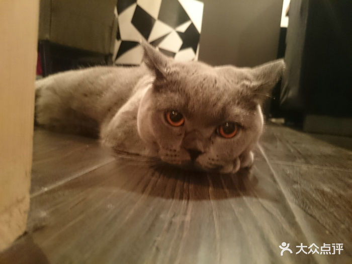 醉猫 猫主题咖啡馆图片 第371张