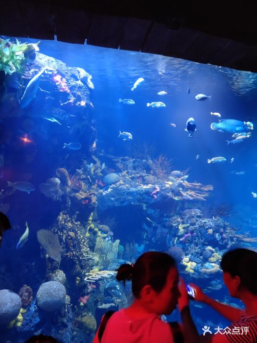 上海长风海洋世界图片 - 第511张