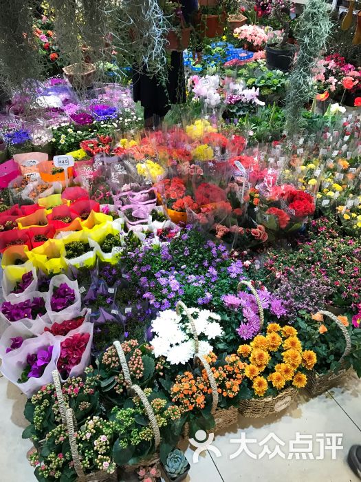 曹家渡花鸟市场图片 - 第2张