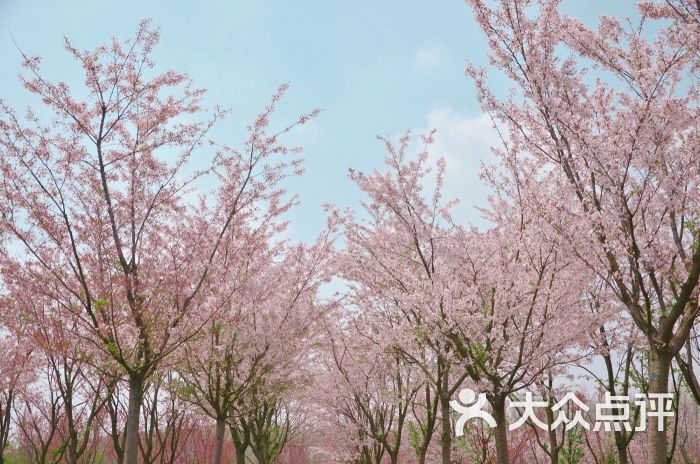 大洋湾樱花园图片 - 第2张