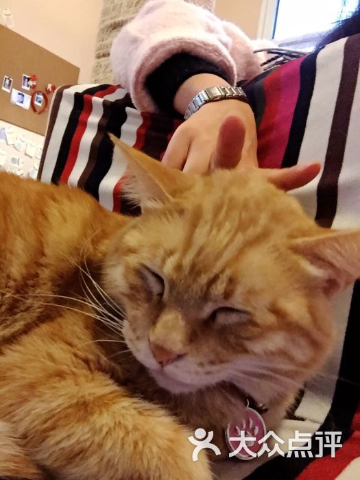 吃饭睡觉打豆豆猫咪咖啡店图片 - 第670张