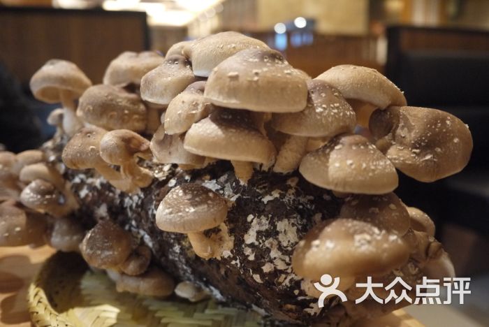 舞泽雪蟹和牛蒸涮锅(七宝万科广场店)活体菌菇图片 第140张