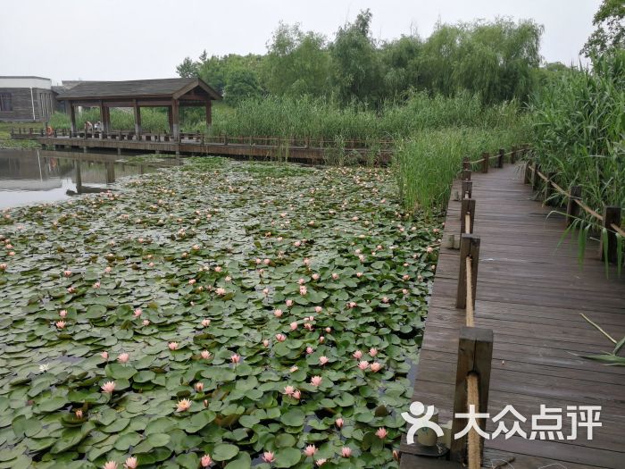 芦荡湖湿地公园图片 - 第6张