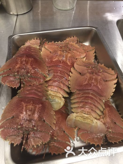 毛缘扇虾