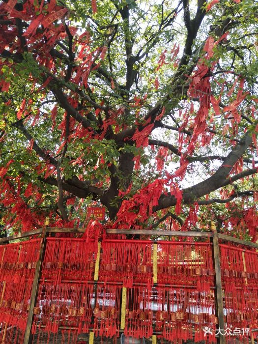 番禺莲花山旅游区许愿树图片