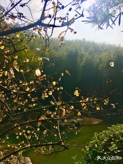 欢来竹海,给肺洗个澡,哈哈哈,神清气爽-宜兴竹