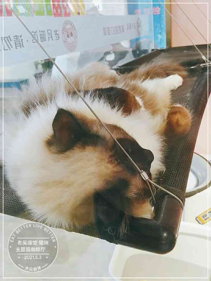 老吴喵馆·猫咪主题猫咖啡厅(建文店)-"来说说大家都!