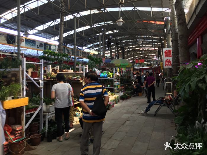 十里河花鸟鱼虫市场-图片-北京购物-大众点评网