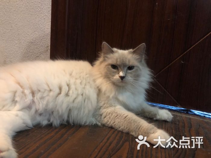 喵仙女猫咖啡-图片-杭州美食-大众点评网