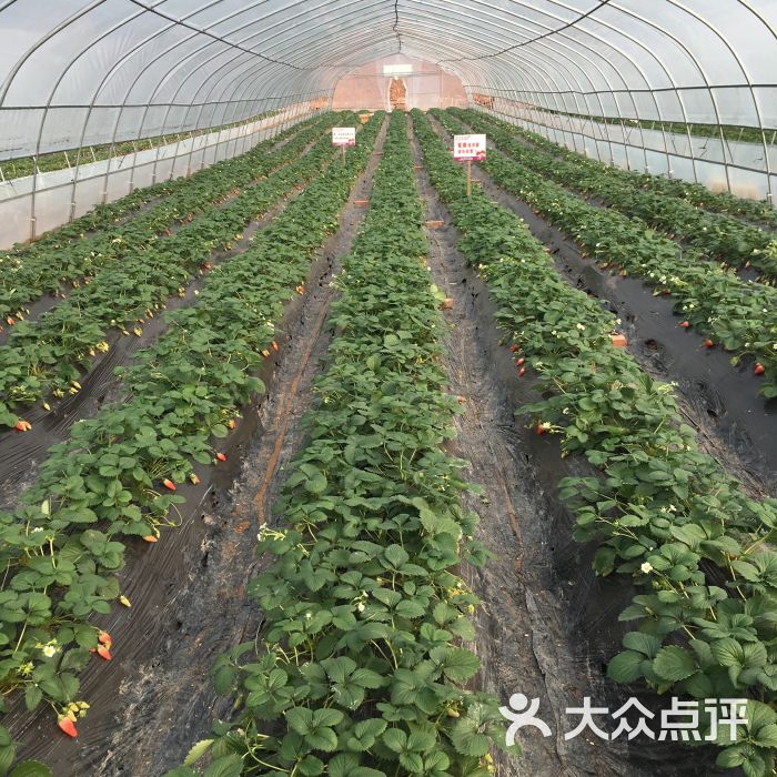 阳光森林农场-草莓采摘-图片-德阳休闲娱乐-大众点评网