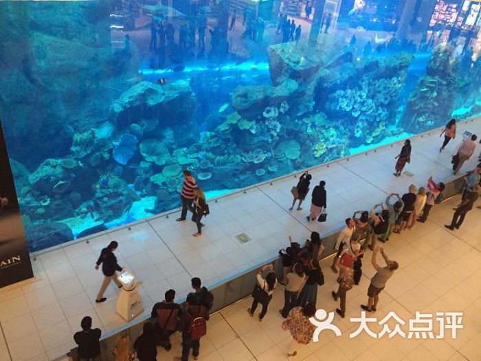 迪拜购物中心水族馆图片 - 第26张