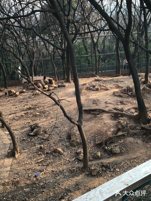 南京市红山森林动物园图片