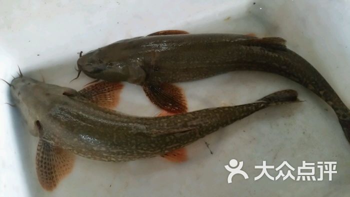 黄河老虎鱼