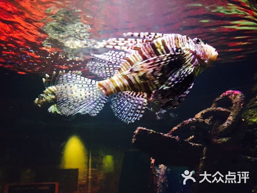 墨尔本水族馆-图片-墨尔本景点